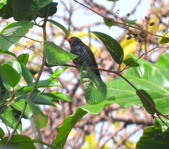 Chrysococcyx xanthorhynchus