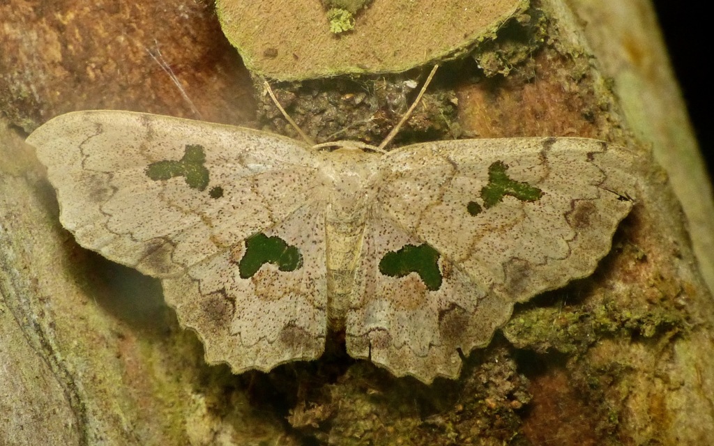 Trygodes physciata