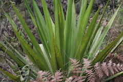 Furcraea andina