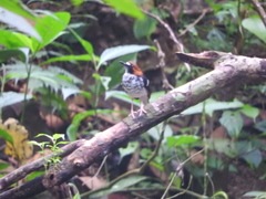 Enicurus ruficapillus