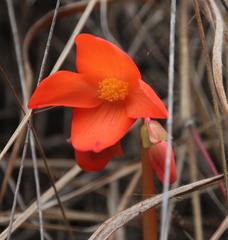 Begonia veitchii
