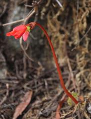 Begonia veitchii