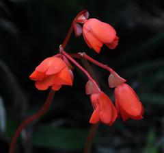 Begonia veitchii