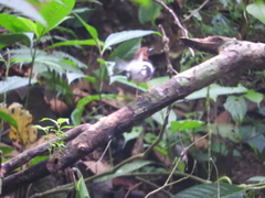 Enicurus ruficapillus