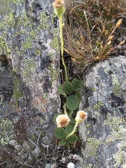 Brachyglottis bellidioides