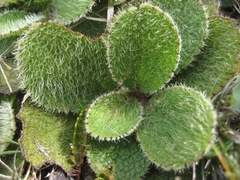 Brachyglottis bellidioides