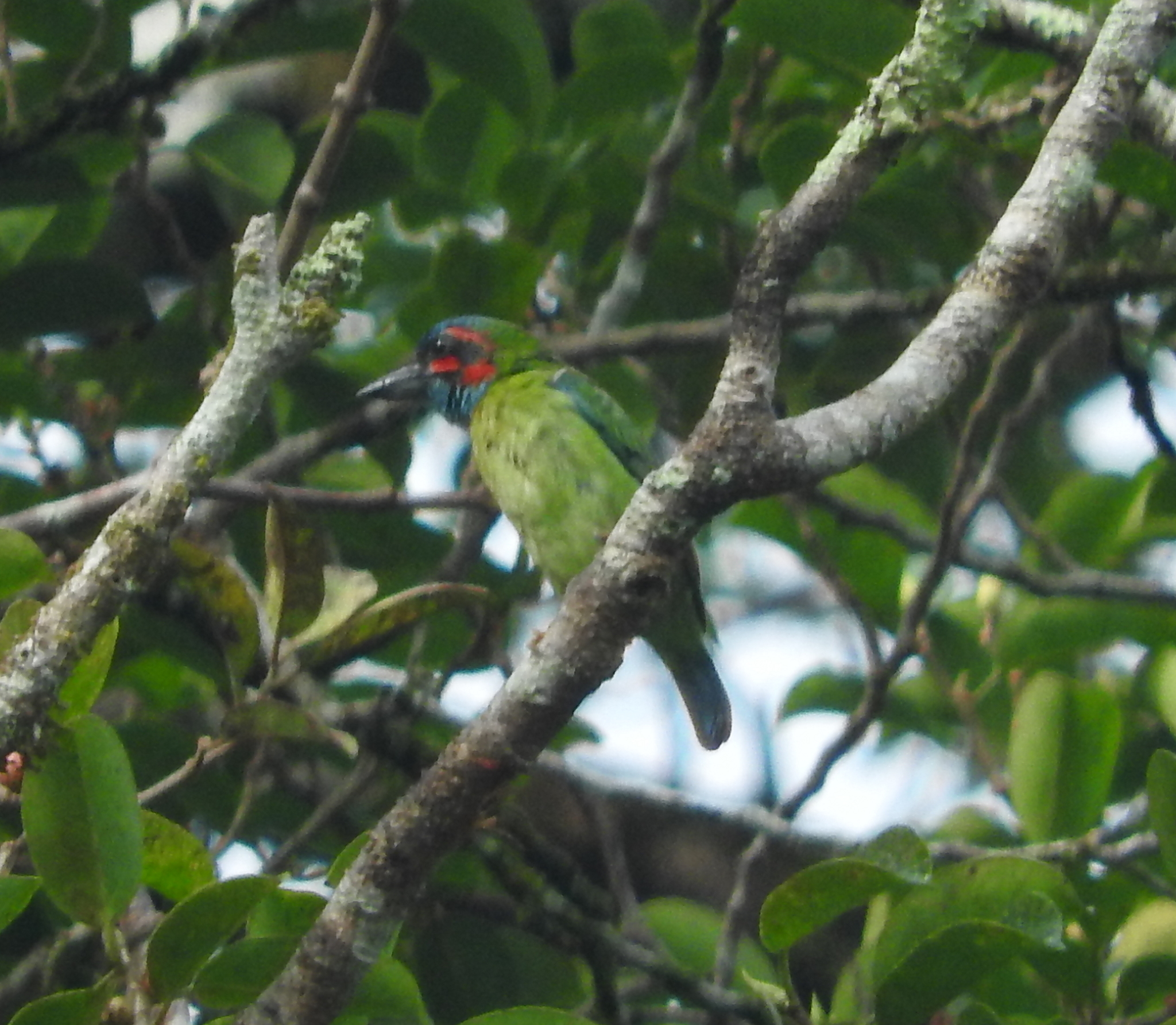 Black-eared Barbet (Psilopogon duvaucelii)