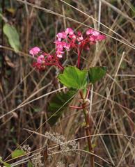 Begonia bracteosa