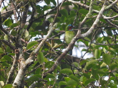 Psilopogon duvaucelii