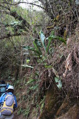 Anthurium dombeyanum