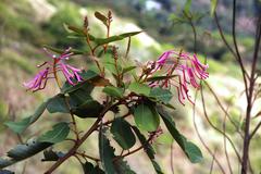 Oreocallis grandiflora