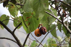Passiflora ligularis