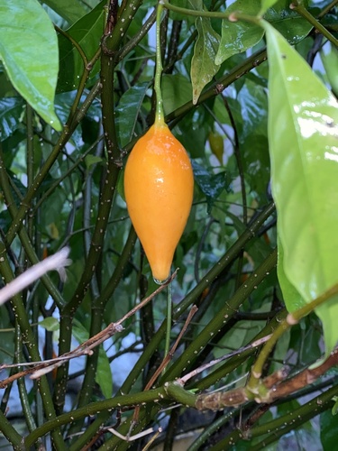 Iboga