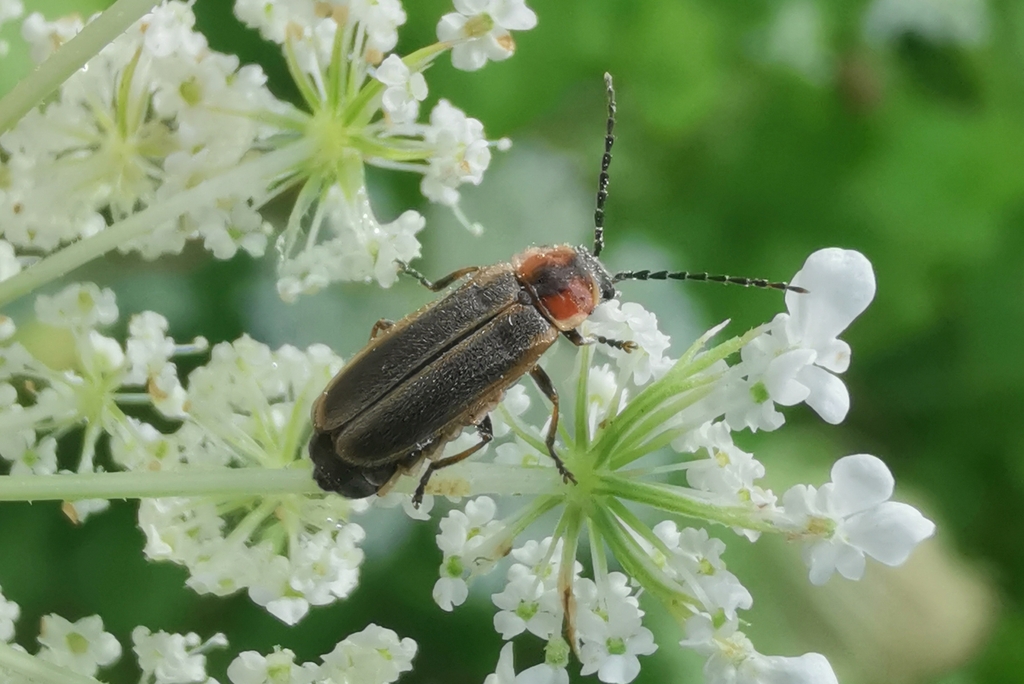 Polemius canadensis