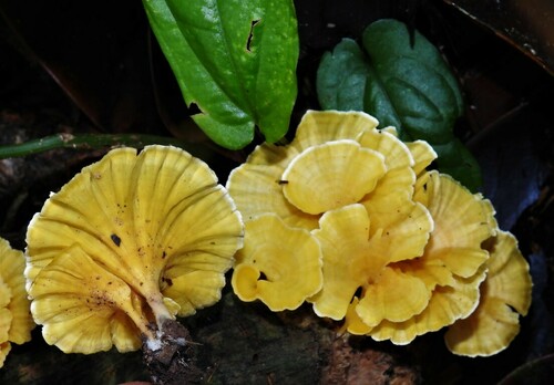 Cotylidia aurantiaca