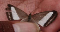 Oressinoma sorata