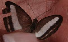 Oressinoma sorata