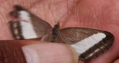 Oressinoma sorata