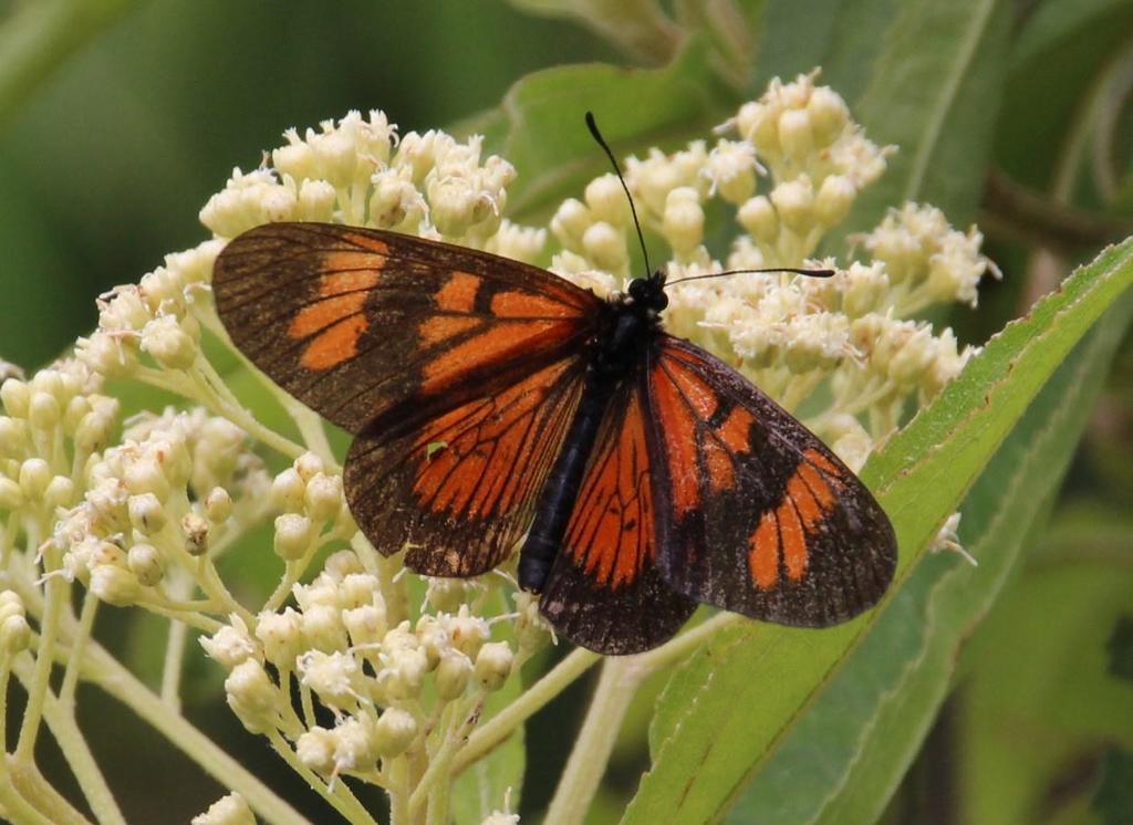 Actinote rufina