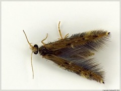 Paroxyethira hendersoni