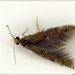 Purse Caddisflies - Photo (c) Grahame, some rights reserved (CC BY-NC-ND), uploaded by Grahame