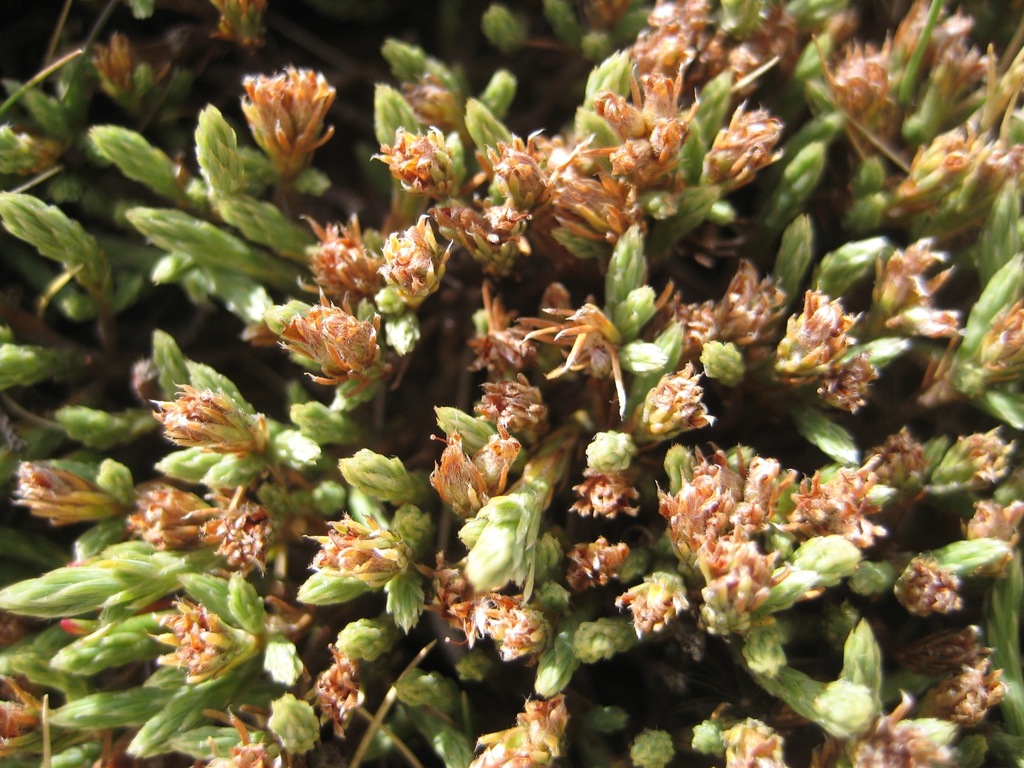 Kelleria villosa
