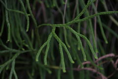 Diphasiastrum thyoides