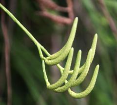 Diphasiastrum thyoides