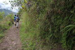 Diphasiastrum thyoides