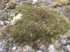 Kelleria villosa villosa