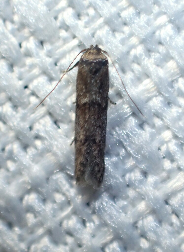 Blastobasid moth