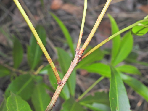 Image of Orange Boxwood (Denhamia celastroides) by (c) Scott W. Gavins, some rights reserved (CC BY)