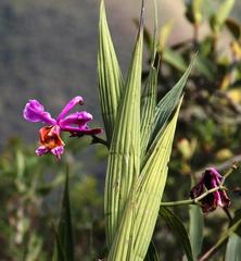 Sobralia dichotoma
