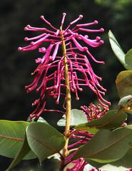 Oreocallis grandiflora