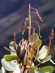 Oreocallis grandiflora