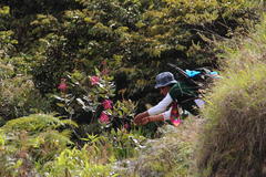Oreocallis grandiflora