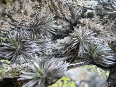 Celmisia laricifolia