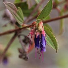 Brachyotum grisebachii