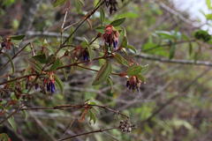 Brachyotum grisebachii