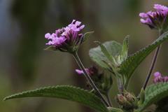 Lantana viscosa