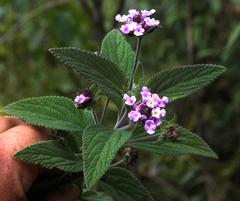 Lantana viscosa