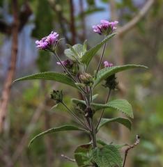 Lantana viscosa