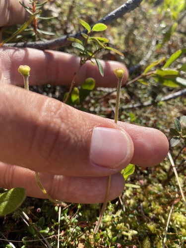 Pinguicula villosa