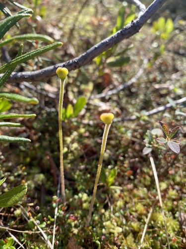 Pinguicula villosa