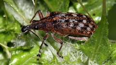 Pachyura australis