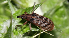 Pachyura australis