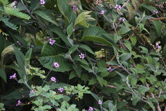 Lantana viscosa