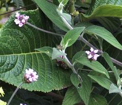 Lantana viscosa