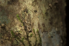 Metrioglypha phyllodes