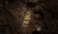 Metrioglypha phyllodes